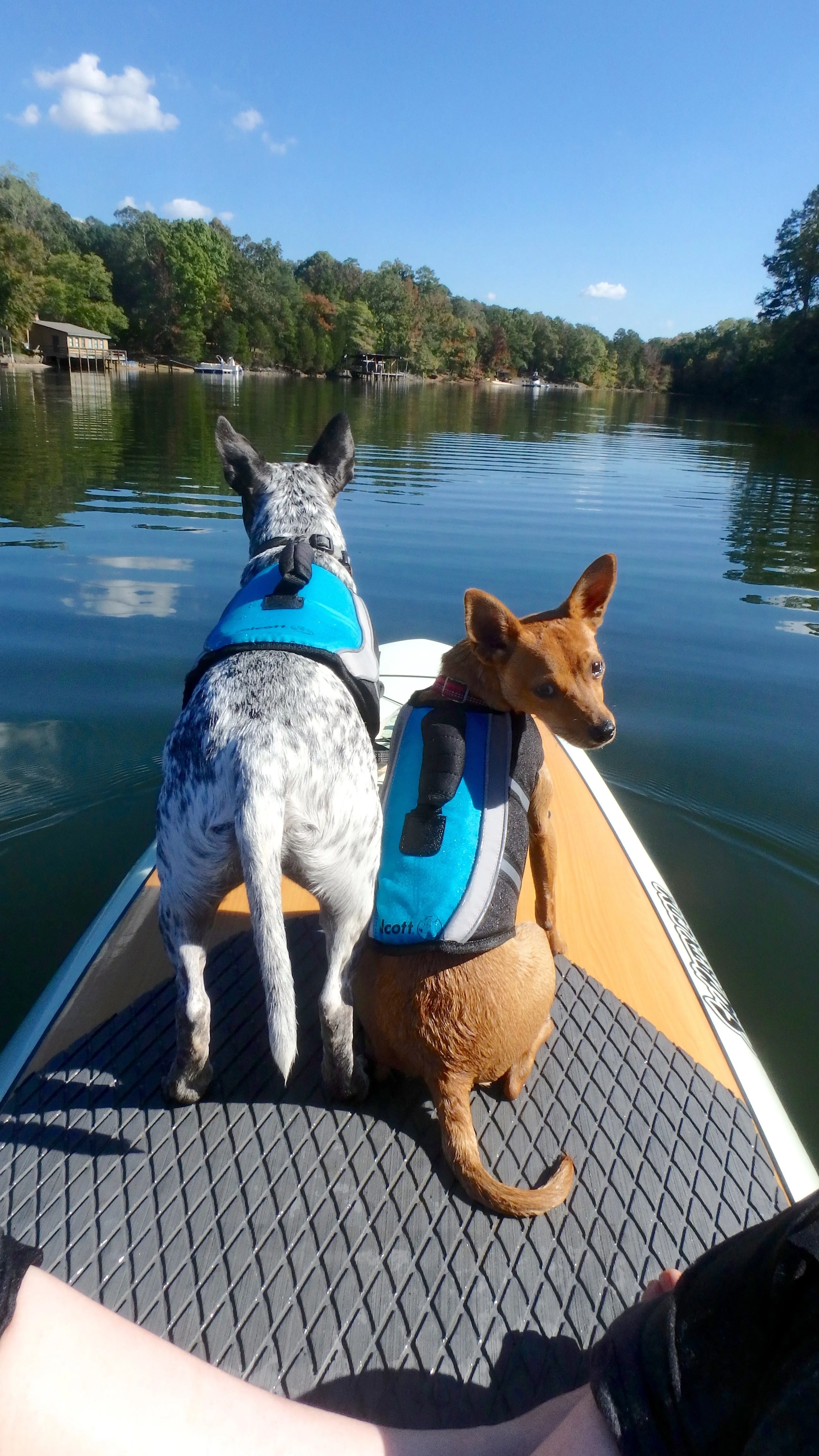 Alcott Water Adventure Dog Life Jacket